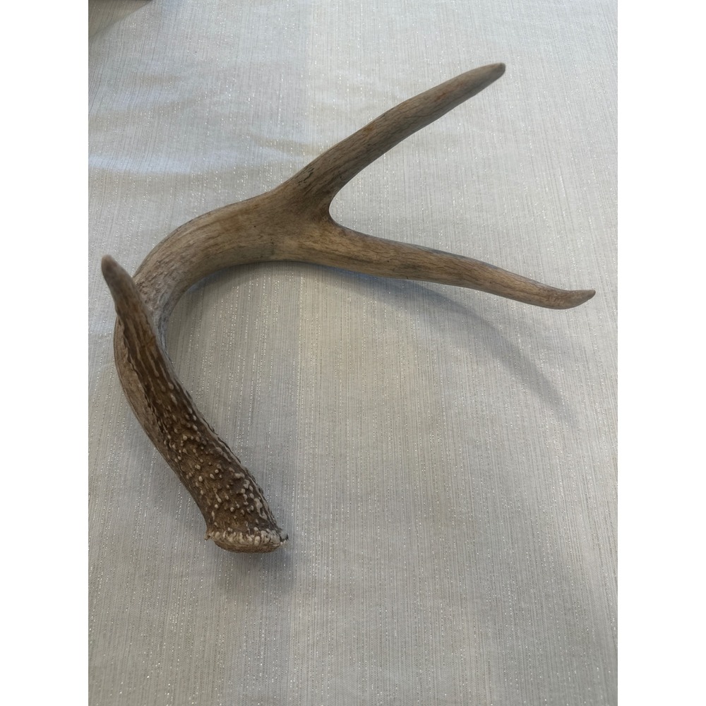 Real Deer Antler Shed 3 Point Natural Horn Rustic Cabin Decor Crafting Piece
